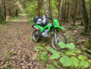 Lifan 200 GY-5 2018 - Battle Toad