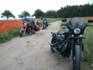 Harley-Davidson XL883N Sportster Iron 883 2014 - Спорти